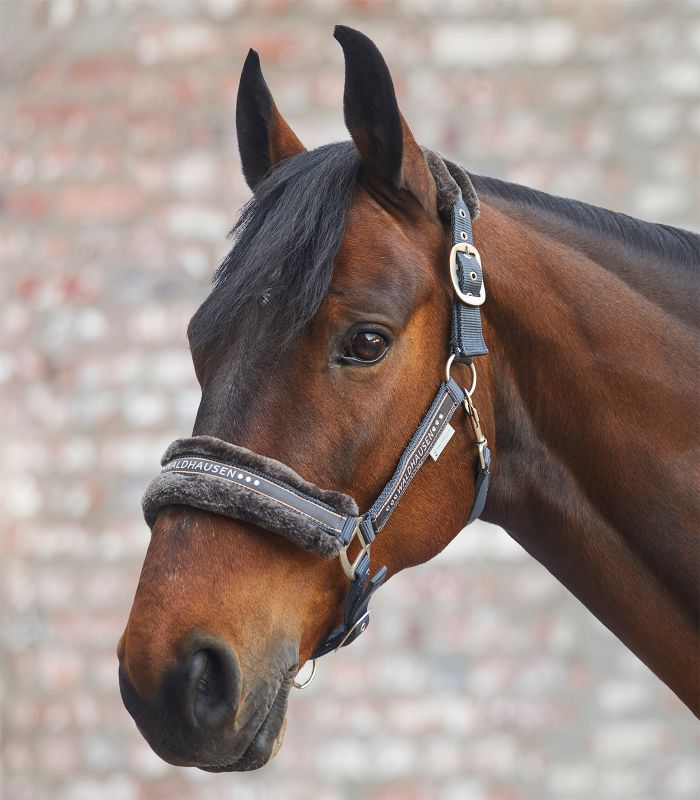 Licol Elegant Waldhausen