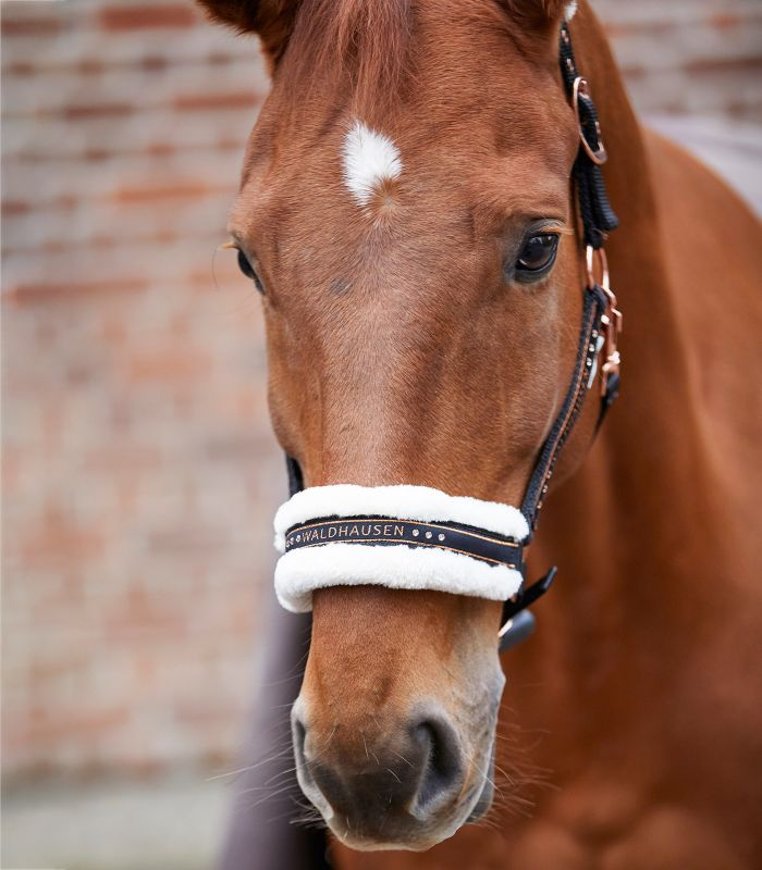 Licol Elegant Waldhausen
